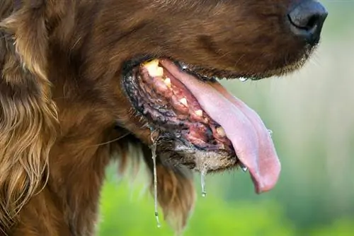 Übermäßiger Sabber beim Irish Setter