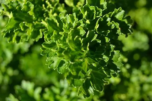 ጥቅልል parsley ቅርብ