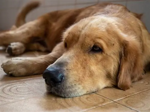 Hund liegt mit Mücke auf dem Boden