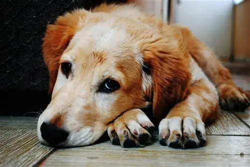 Cachorros ficam com vergonha? O que você precisa saber