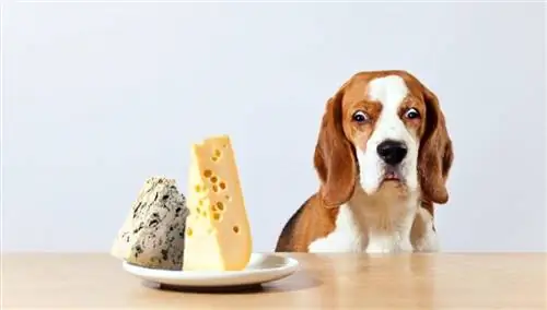 beagle og cheese_igor normann_shutterstock