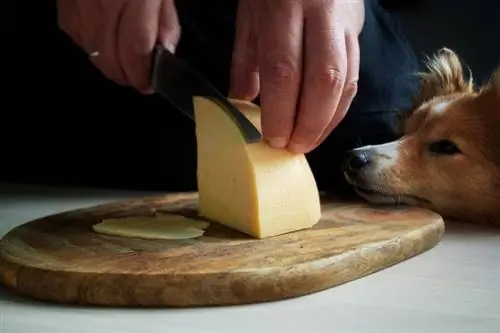 perro mirando queso