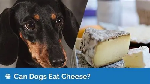 ¿Pueden los perros comer queso? ¿El queso es seguro para los perros?