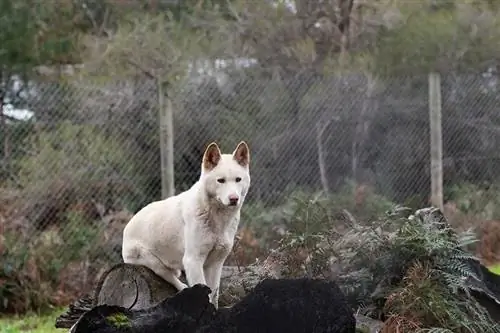 dingo putih