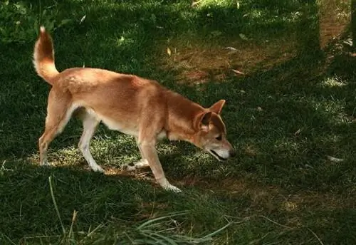 Cane canoro della Nuova Guinea