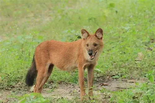 dhole nebo divoký pes