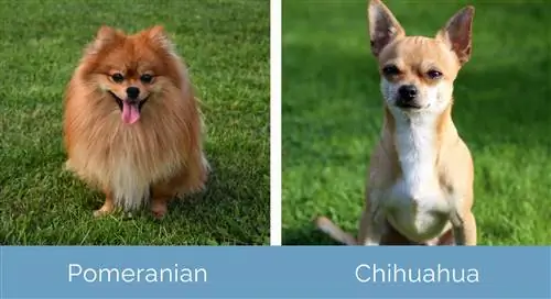 Pomeranian vs Chihuahua yan-yana