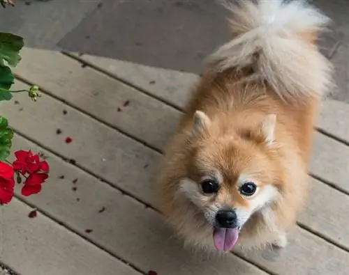 Lulu da Pomerânia olhando para cima