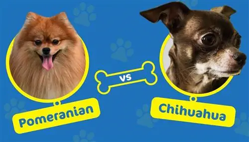 Pomeranian vs Chihuahua: Kuna Tofauti Gani? (Pamoja na Picha)