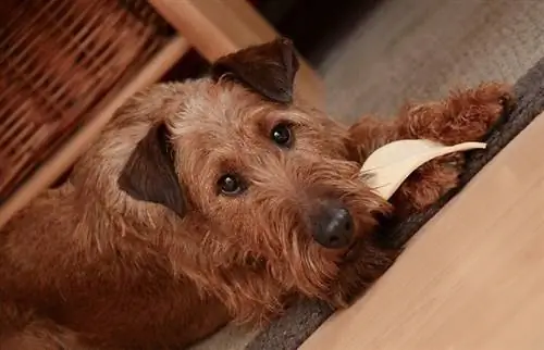 Irish Terrier beim Essen