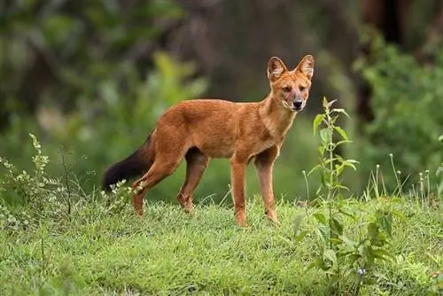 Dhole koer