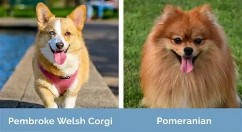 Pembroke Welsh Corgi vs Pomeranian side om side