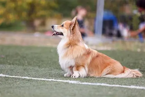 Smuk sobel hvid langhåret Pembroke Welsh Corgi