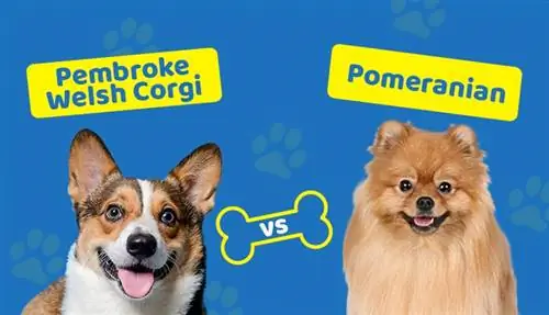 Pembroke Welsh Corgi vs Pomeranian: kumpi sopii minulle?