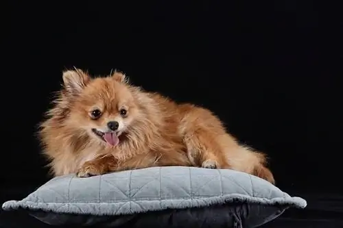 Pomeranian duduk di atas bantal