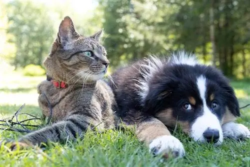 Zijn er meer katten of honden op onze planeet? Het verrassende antwoord