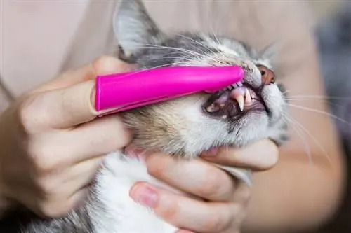 Zähneputzen einer Katze mit einer rosa Bürste