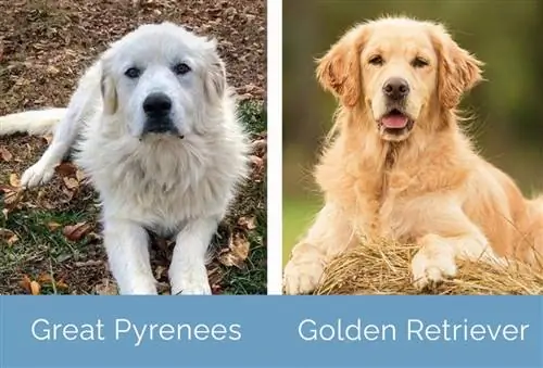 Magkatabi ang Great Pyrenees vs Golden Retriever