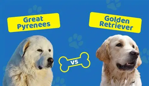 Great Pyrenees vs Golden Retriever: Hvilken skal du velge?