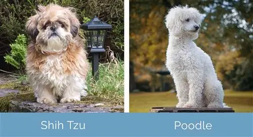 Shih Tzu versus poedel