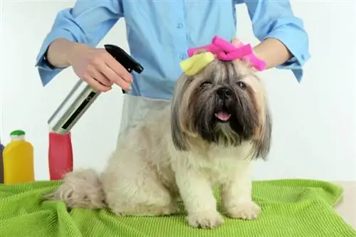 Ntxim hlub Shih Tzu thiab tus kws txiav plaub hau hauv barbershop cais ntawm dawb