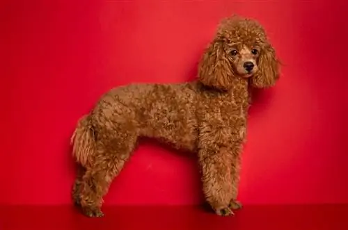 poodle merah berdiri di latar belakang merah