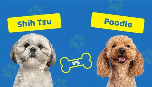 Shih Tzu proti pudlju: kateri je pravi zame?