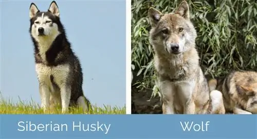 Siperianhusky vs susi vierekkäin