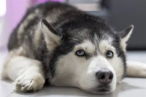 Husky aux yeux bleus