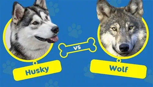 Husky dhidi ya Wolf: Kuna Tofauti Gani? Je, Wana Uhusiano?