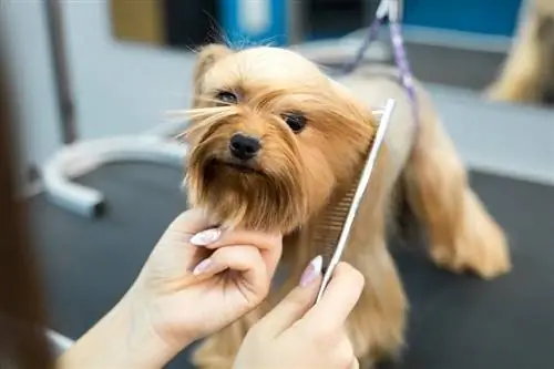 grooming Yorkshire Terrier