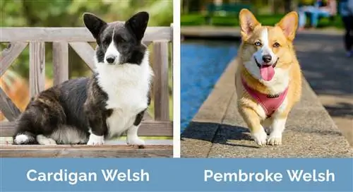 Cardigan Welsh Corgi vs Pembroke Welsh Corgi cạnh nhau