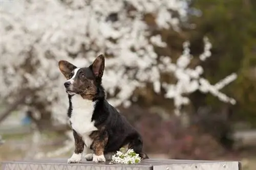 Cardigan Welch Corgi na may mga bulaklak