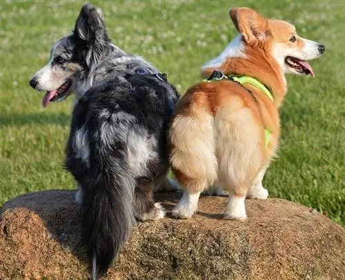 Welsh Corgi Pembroke thiab Cardigan Tail