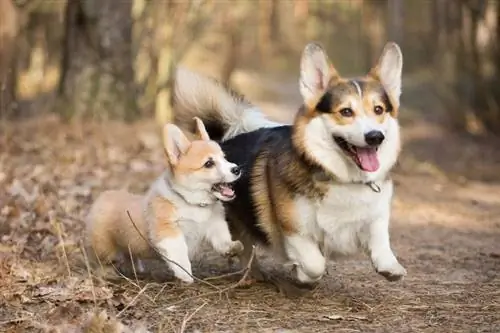 zwei Corgis, die im Wald spazieren gehen