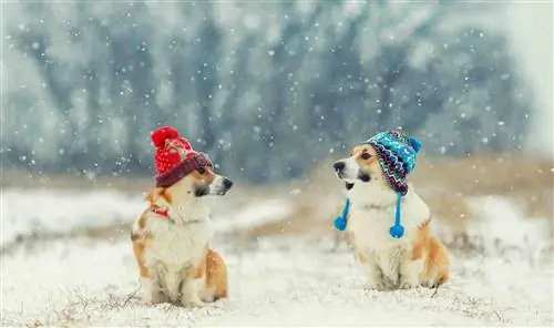 Corgies mit Wintermützen