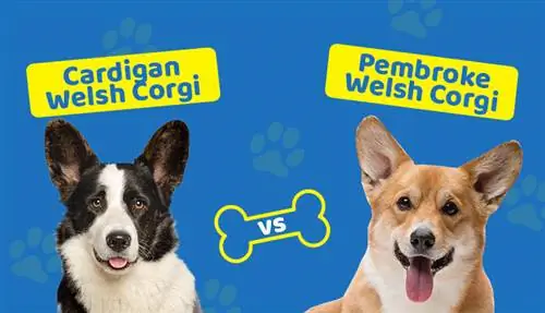 Cardigan Welsh contre Pembroke Welsh Corgi : quelle est la différence ? (Avec des photos)