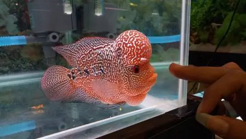 close up cichlid mutiara merah louhan di akuarium