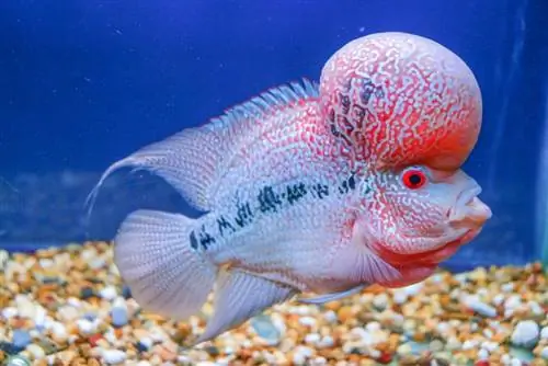 Wie groß werden Flowerhorn-Buntbarsche? Durchschnittliche Größe & Wachstumstabelle