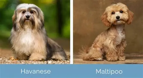 Havanese vs M altipoo fianco a fianco