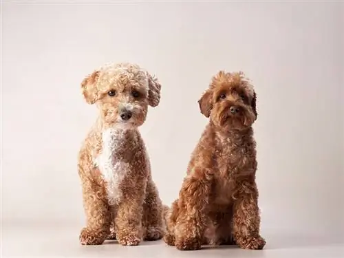 deux chiens m altipoo rouges