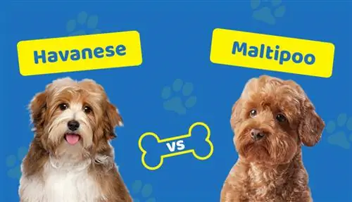 Havanese vs. M altipoo: Kakšna je razlika (s slikami)