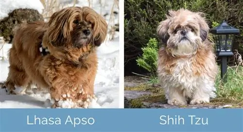 Lhasa Apso vs Shih Tzu δίπλα δίπλα