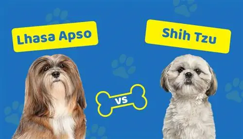 Lhasa Apso prieš Shih Tzu: koks skirtumas?