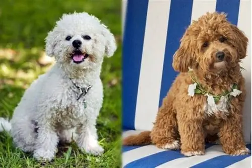 Bichon Frise vs M altipoo – visuaalne