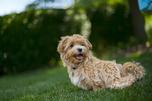 m altipoo hond wat op gras sit