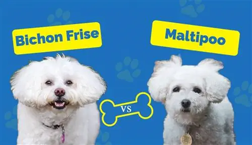 Bichon Frise vs. M altipoo: Hoe vergelyk hulle?