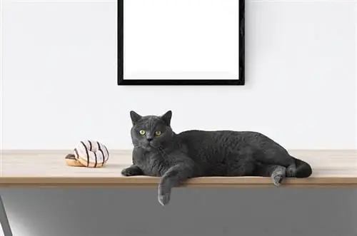 um gato preto deitado ao lado de rosquinhas em uma mesa