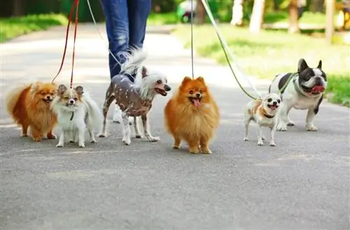 Cachorrinhos passeando