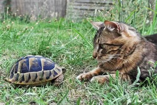 katt tittar på sköldpaddan